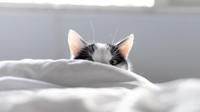 Kucing yang memiliki energi berlebih juga akan membangunkan pemiliknya pada pagi buta untuk bermain.