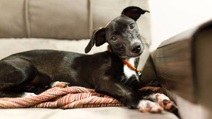 Para ilmuwan menemukan bahwa anjing berbakat memiringkan kepala mereka 43%.