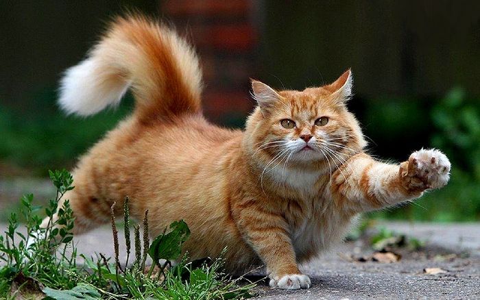 Setelah tidur berjam-jam, kucing butuh penyaluran energi mereka yang berlebih.