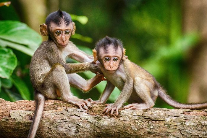 Arti Mimpi Tentang Monyet