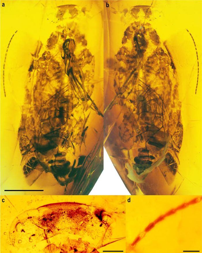 Holotipe Alienopterix santonicus yang ditemukan dalam amber.