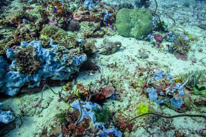 Foto bawah air dari 15 m, Sulawesi Tengah. Sepasang Nemateleotris magnifica (tengah) di habitatnya, terdiri dari saluran pasir dan karang.