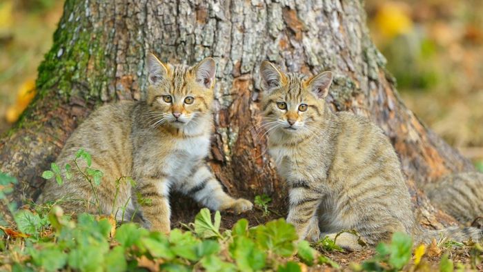Meski terlihat mirip, kucing liar Korsika berbeda dari kucing liar Eropa (Felis silvestris), yang digambarkan di sini.