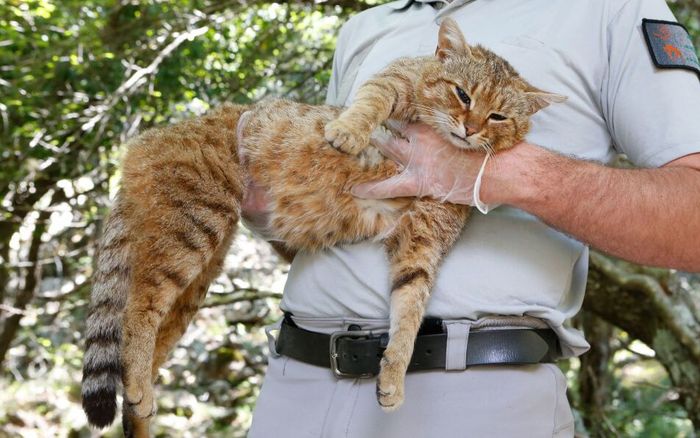 Subspesies rubah kucing yang dibius di Corsica.