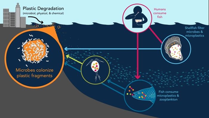 Plastik masuk ke laut melalui banyak sumber misalnya dari limpasan, sungai, dan air tanah. Plastik memasuki rantai makanan dengan cara dikonsumsi oleh plankton seperti copepoda, organisme multisel paling banyak di lautan. Ikan kemudian memakan copepoda dan manusia memakan ikan tersebut, membawa plastik kembali ke manusia.