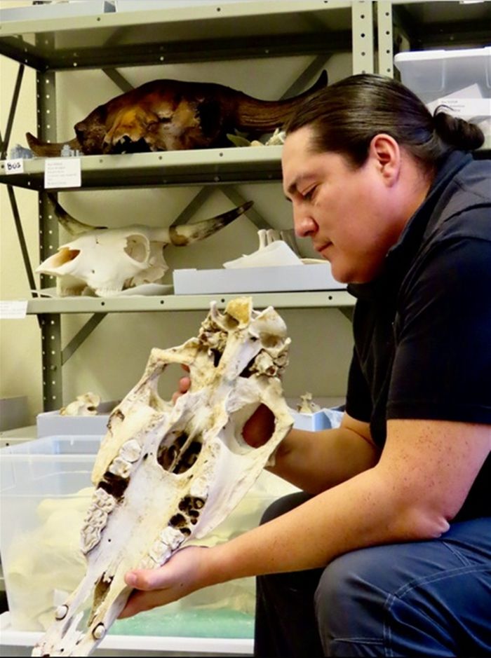 Arkeolog Lakota, Chance Ward, memeriksa tengkorak kuda di CU Museum of Natural History.
