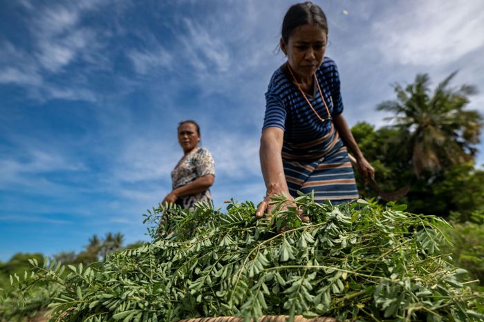 Ardiana Yoaawa  dan Anita Kaitalepir (kiri-kanan), memanen daun indigo atau wuara yang akan digunakan sebagai bahan pewarna alam untuk Rumah Tenun Praikundu di Lambanapu, Sumba Timur.