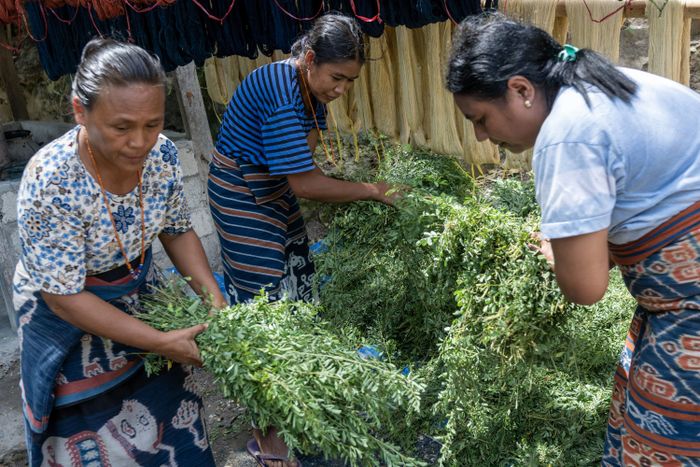 Ardiana Yoaawa, Desmianti Kokurpandat,  dan Anita Kaitalepir (kiri ke kanan), memproses daun indigo atau wuara untuk dijadikan pewarna alam.