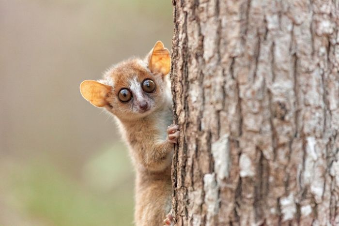 Seekor lemur tikus abu-abu (Microcebus murinus) di stasiun lapangan Pusat Primata Jerman di Madagaskar.