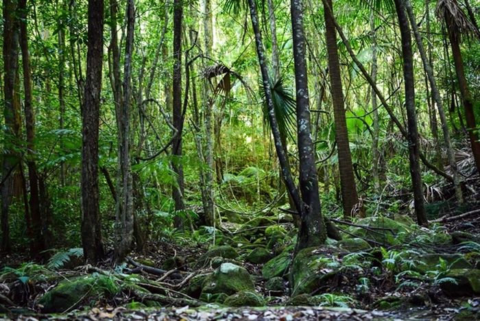 Saat ini hutan menyerap 11% emisi gas rumah kaca.