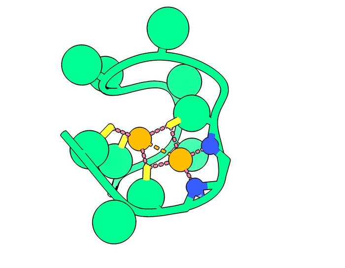 Ilustrasi dari peptida Nickelback menunjukkan atom nitrogen tulang punggung (biru) yang mengikat dua atom nikel kritis (oranye).