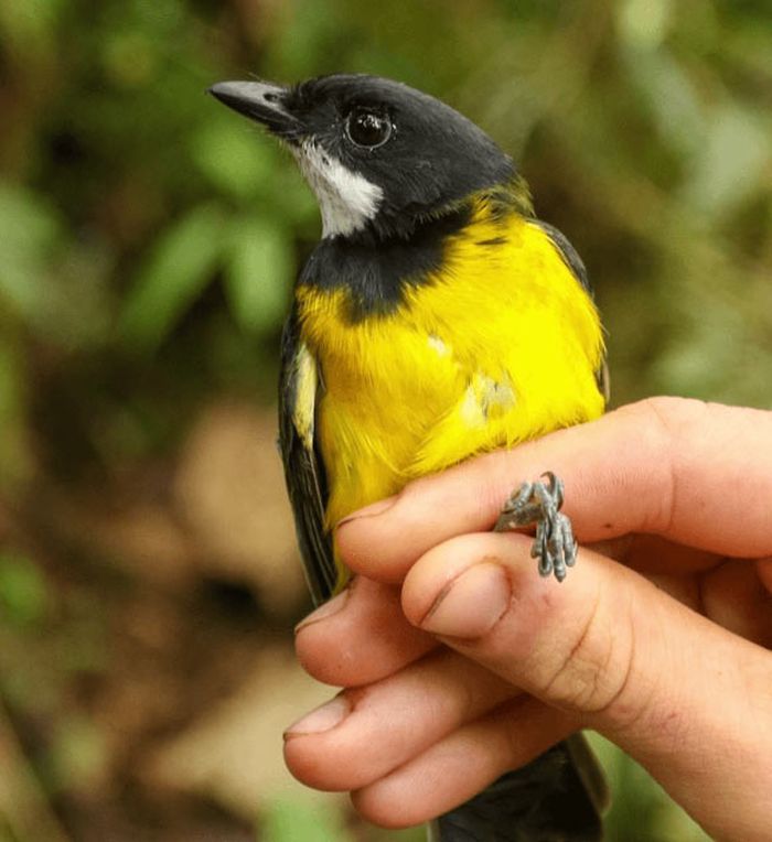 Regent whistler (Pachycephala schlegelii), salah  satu spesies baru burung beracun yang ditemukan di Papua.
