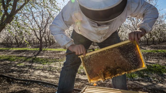 Seorang peneliti dari University of California sedang memeriksa sarang lebah madu di kebun almond. Lebah mengumpulkan banyak zat dari lingkungan mereka-termasuk banyak jenis mikroba.
