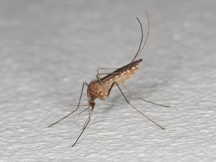 Culex pipiens, nyamuk rumahan yang biasa dijumpai manusia. Nyamuk ini menularkan virus Nil Barat. Kehidupannya dipengaruhi paparan cahaya dan suhu musiman.