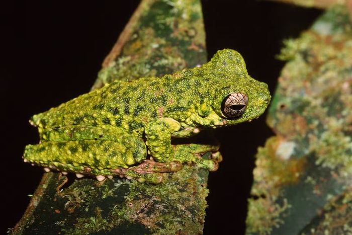 Nama Litoria haematogaster secara kasar diterjemahkan dari bahasa Yunani sebagai 'perut berdarah', karena perutnya yang merah.