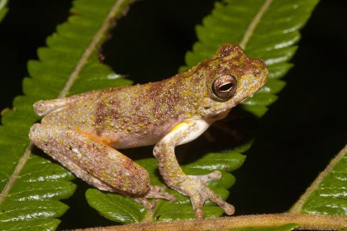 Katak pohon berbintik ramping telah ditemukan di beberapa lokasi di kaki bukit selatan Papua Nugini.