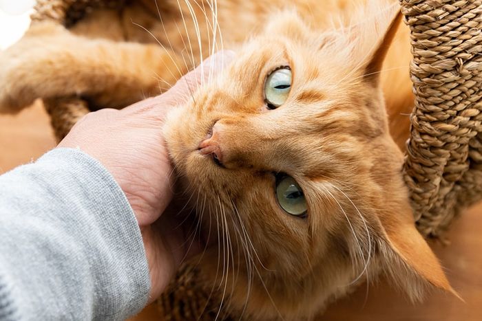 Kurang dari 10% kucing terdaftar berwarna oren.