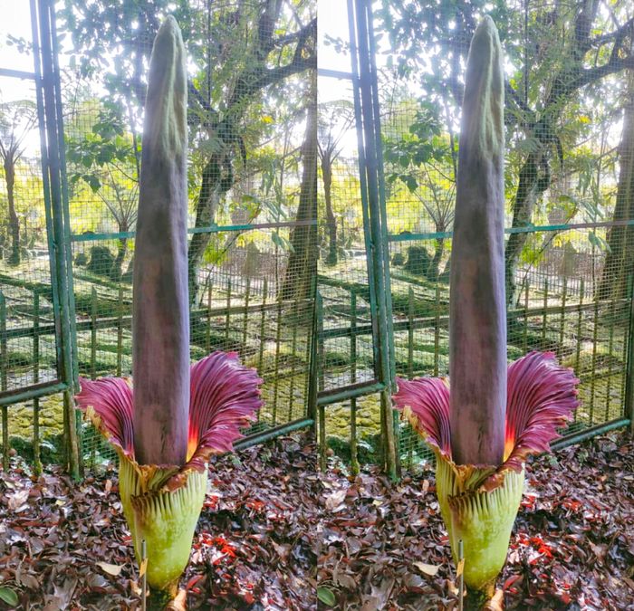 Amorphophallus Titanum Bunga Bangkai Mekar Sempurna di Kebun Raya Cibodas