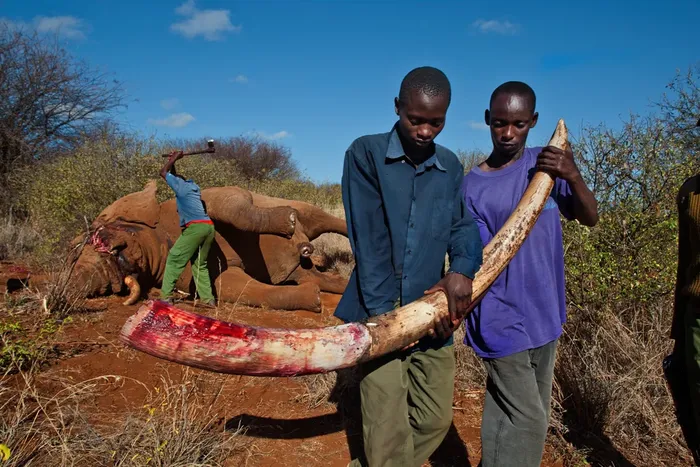 Untuk mencegah gading itu masuk ke pasar gelap, seorang jagawana mengambil gading gajah yang diburu di Taman Nasional Amboseli Kenya dalam sebuah foto yang diterbitkan pada Oktober 2012.
