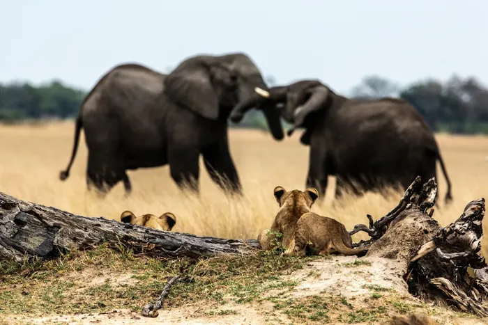 Dua singa menyaksikan pertarungan gajah di Delta Okavango, Botswana.