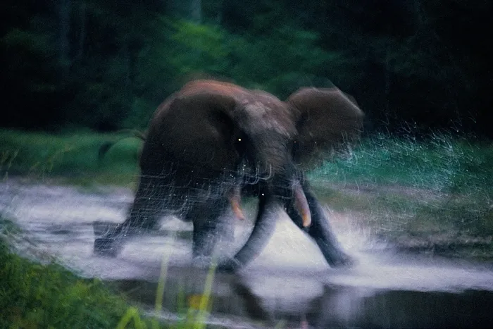 Seekor gajah hutan betina menyerang fotografer Nick Nichols di Taman Nasional Dzanga-Ndoki Republik Afrika Tengah pada tahun 1993. 'Sangat jelas bahwa kami berada di tempat yang diatur oleh alam dan bukan oleh manusia. Itu benar-benar liar,' kata Nichols, yang foto-fotonya diterbitkan pada Juli 1995
