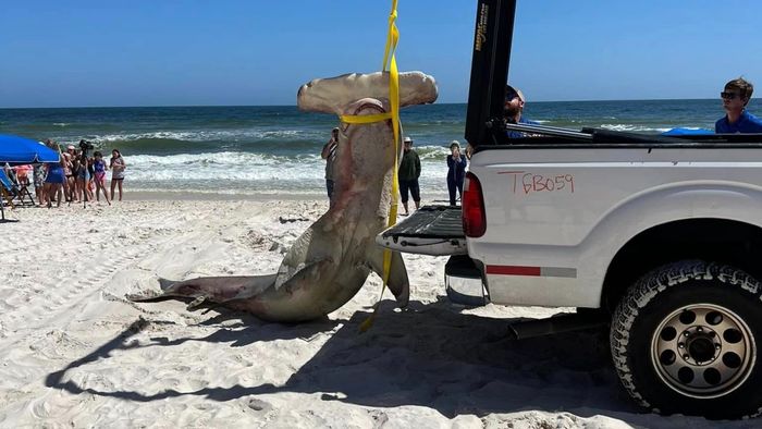 Hiu martil yang sangat besar ditemukan di pantai Alabama dalam keadaan hamil.