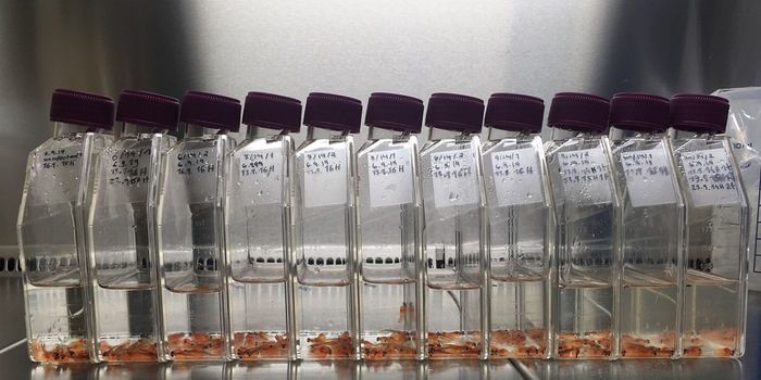 Para peneliti dari Norwegian University of Science and Technology (NTNU) membudidayakan ikan salmon di lingkungan yang bebas bakteri.