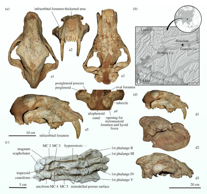 Fragmen tengkorat Amphimachairodus hezhengensis.