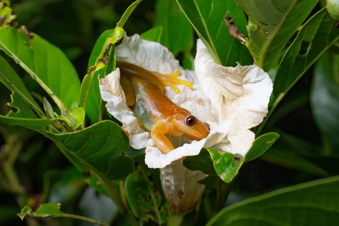 Katak pohon Brasil muncul dari bunga buah sawo susu Brasil dengan butiran serbuk sari di punggungnya.