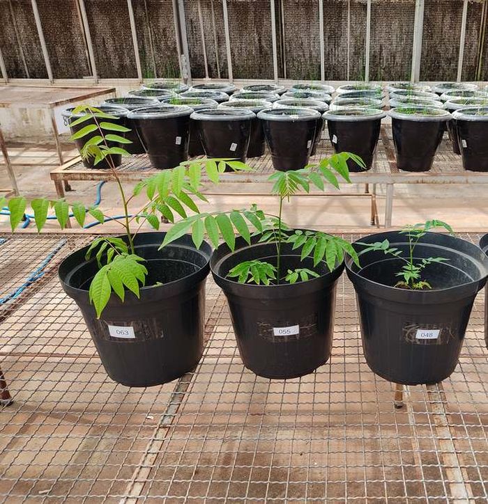 Peneliti menguji tanah hitam Amazon dengan miniatur reboisasi.