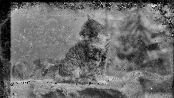 Kucing iblis dilaporkan berukuran seperti kucing biasa, mirip dengan kucing yang terlihat di foto negatif abad ke-19 ini oleh foto grafer Washington, D.C., Charles Milton Bell. Tetapi beberapa orang percaya kucing itu dapat membesar.
