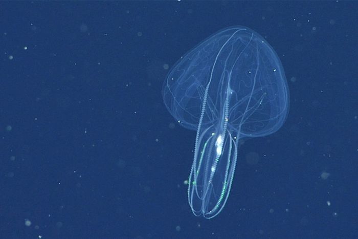 Ctenofora Bolinopsis microptera ditemukan di seluruh dunia.