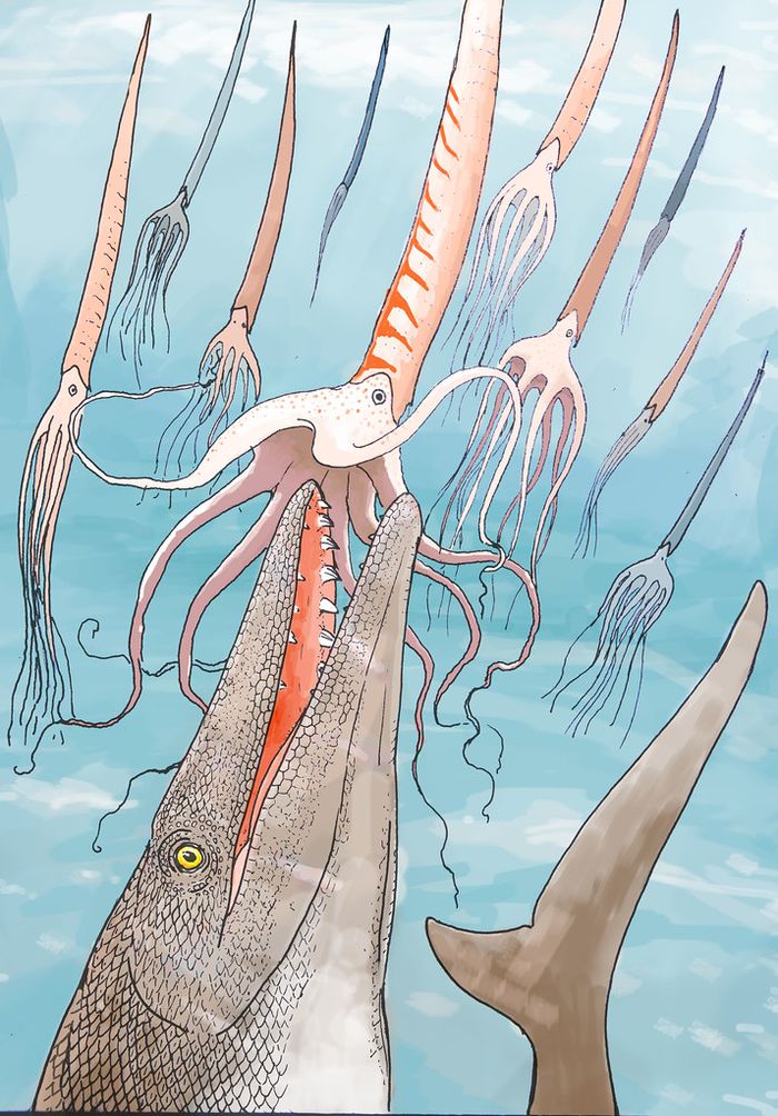 Ilustrasi bagaimana rupa Stelladens.
