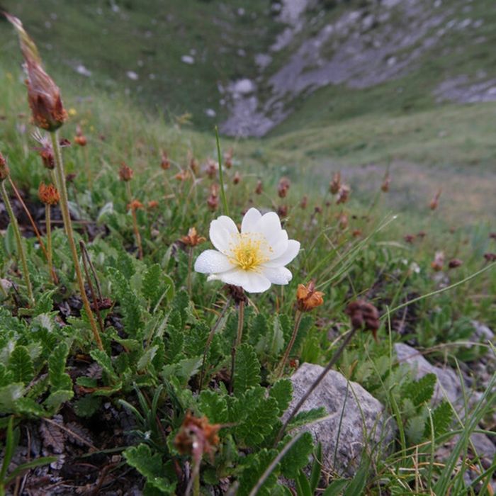 Bunga liar alpine Dryas octopetala mekar tunggal di lembah tinggi di Pegunungan Orjen di Montenegro. Bunga tundra ini memberi namanya pada Younger Dryas, periode dingin yang secara singkat mengganggu pemanasan jangka panjang yang dimulai setelah puncak zaman es terakhir sekitar 20 ribu tahun yang lalu.