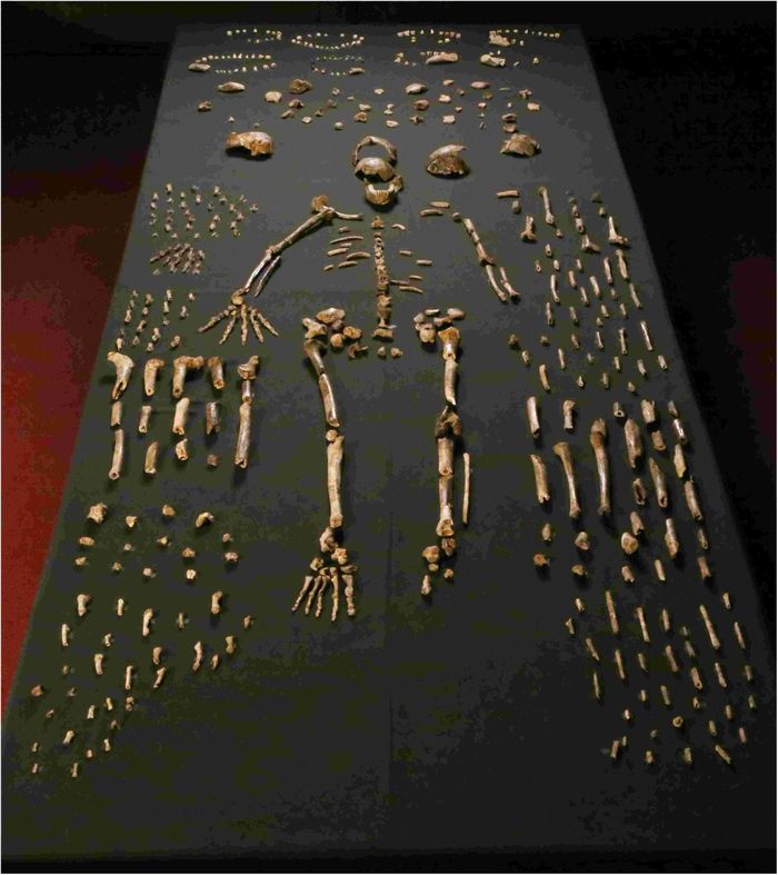 737 fragmen fosil Homo Naledi yang ditemukan di gua Rising Star di Afrika.