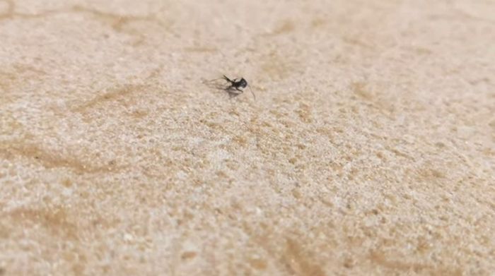 Semut gurun ini meninggal karena kelelahan tidak menemukan jalan pulang.