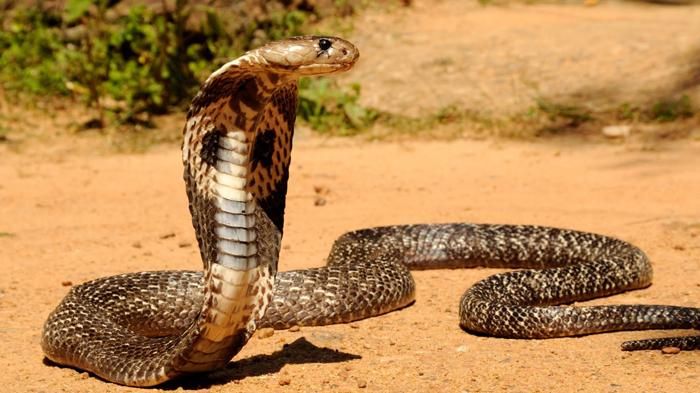 Ilustrasi ular kobra