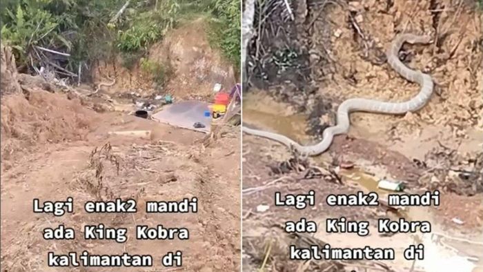 warga sangat terkejut dengan adanya ular kobra raksasa saat sedang asyik mandi