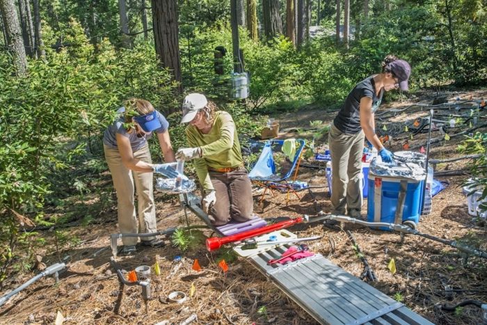 Ilmuwan Berkeley Lab mengambil sampel tanah di Hutan Blodgett, studi penyerapan karbon tanah akibat pemanasan global.