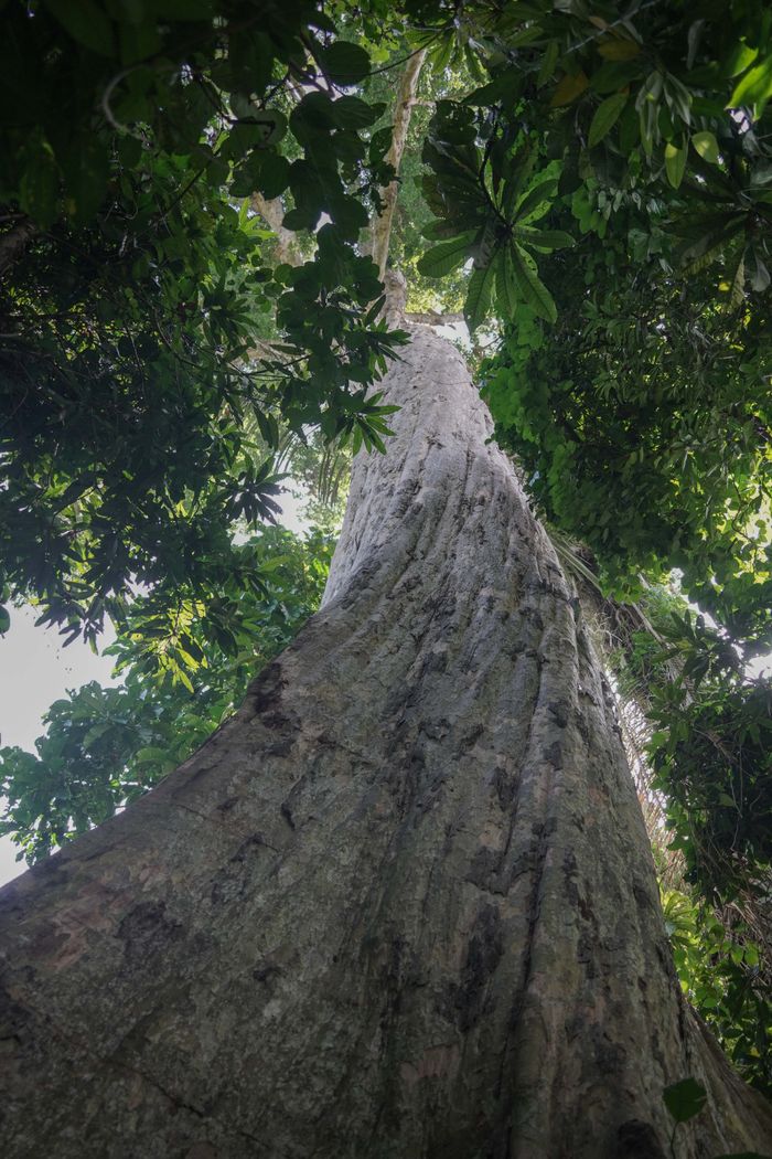 Pohon Kaili tingginya lebih dari 50 meter. Pohon ini terancam punah, dan masyarakat menjaganya dari penebangan lewat peraturan adat dan anjuran agama. Usia pohon ini diperkirakan 500-700 tahun.