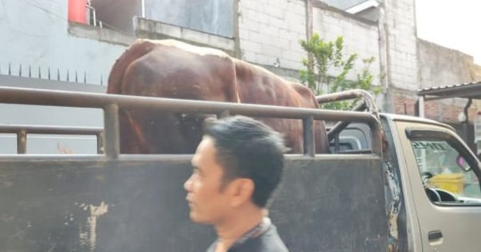 Sapi kurban Ayu Ting Ting.
