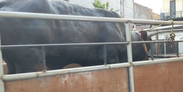 Sapi kurban Ayu Ting Ting