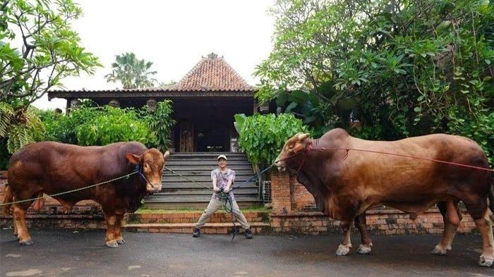 Irfan Hakim menceritakan kisahnya membelikan seekor sapi seberat 1 ton untuk kurban saat Idul Adha.