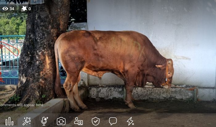 Sapi keluarga Krisdayanti yang dikurbankan di Masjid Al-Magfiroh, Cilandak, Jakarta Selatan, Kamis (29/6/2023). 
