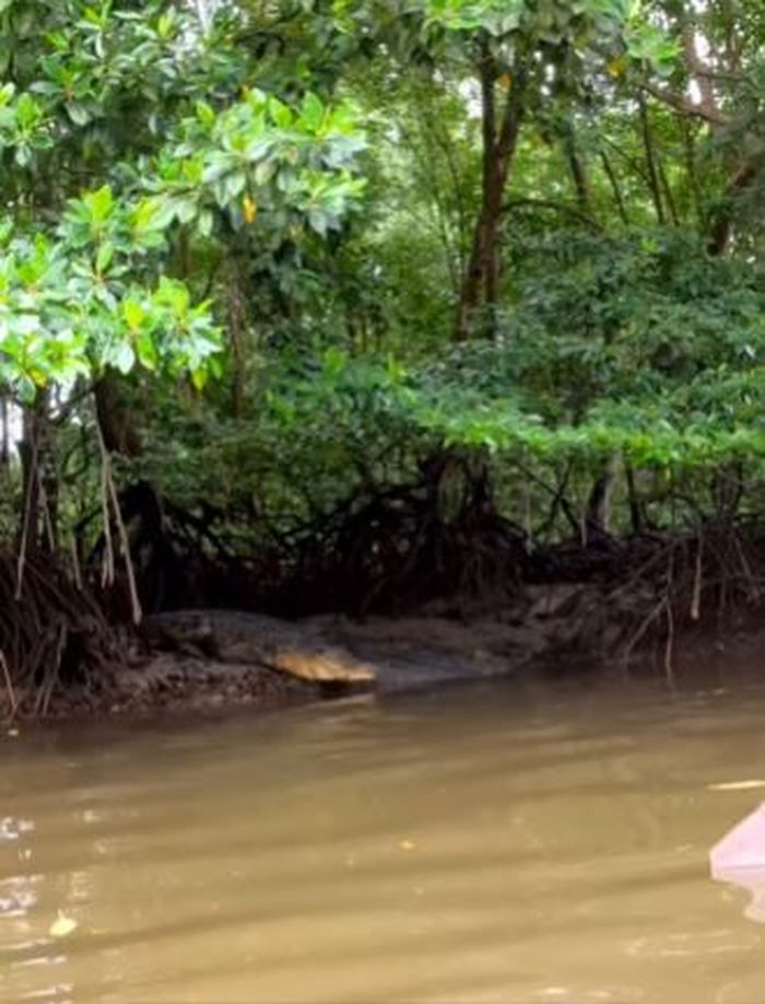 Riska keluar dari rawa-rawa saat didatangi Pak Ambo. 