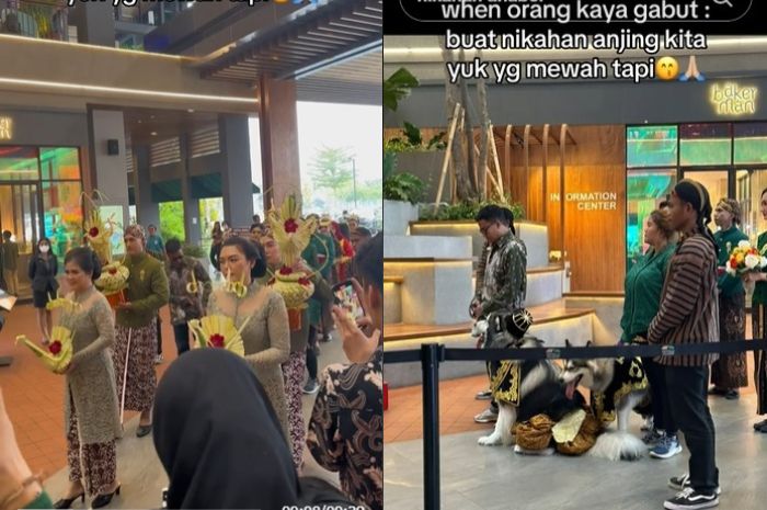 Viral di TikTok momen pernikahan anjing.