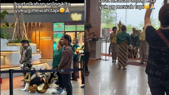 Pernikahan mewah dua ekor anjing.