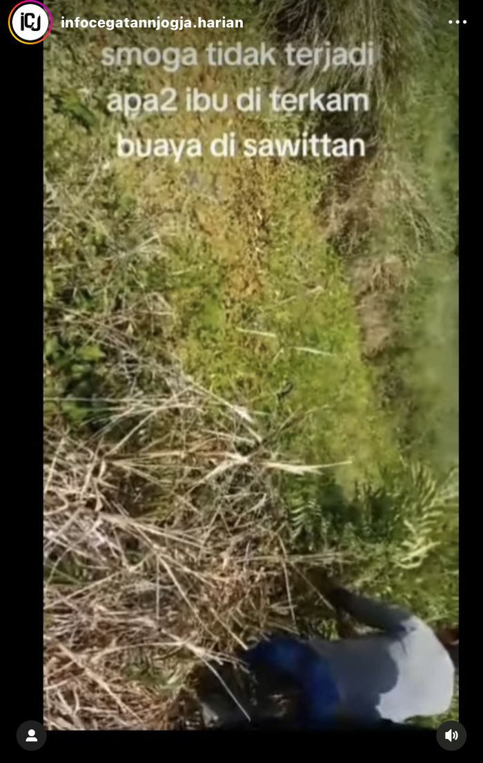 Viral video pekerja sawit diterkam buaya di semak-semak