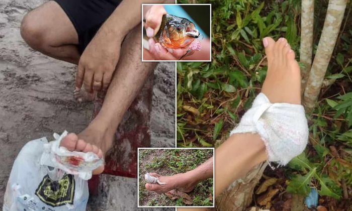 Sekelompok piranha menyerang pengunjung di Brasil.
