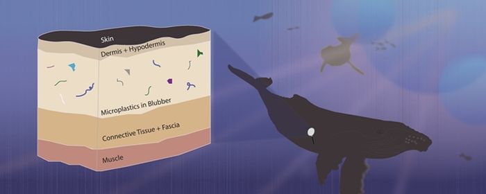 Gambar yang menunjukkan di mana partikel plastik ditemukan di anatomi paus. Plastik bersifat lipofilik dan dapat menempel pada lemak dan bantalan lemak.